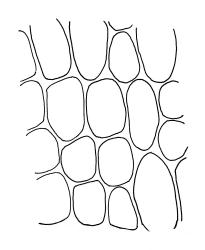 Achrophyllum quadrifarium, exothecial cells. Drawn from J.E. Beever 23-15, CHR 104698, and V.D. Zotov s.n., 27 Aug. 1933, CHR 6861.
 Image: R.C. Wagstaff © Landcare Research 2017 
